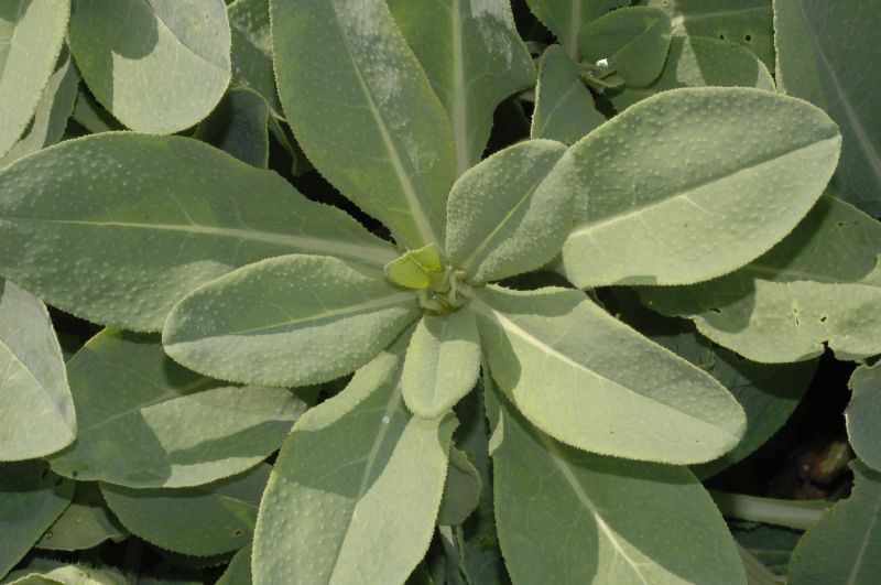 Boraginaceae Caccinia macranthera