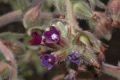 image of Anchusa undulata