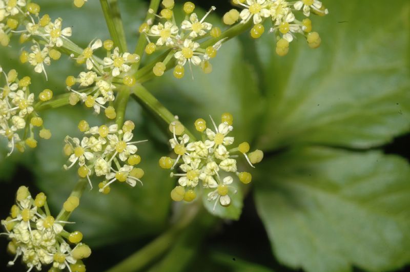Apiaceae Smyrnium olusatrum