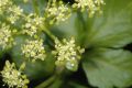 image of Smyrnium olusatrum