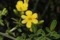 image of Jasminum fruticans