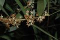 image of Phillyrea angustifolia