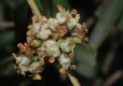 image of Phillyrea angustifolia