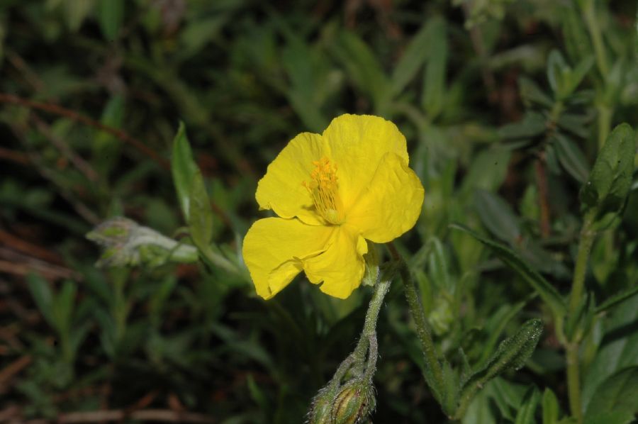 Cistaceae Helianthemum grandiflorum