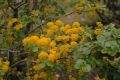 image of Azara serrata