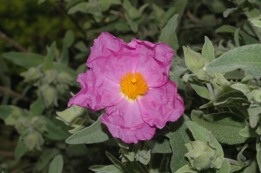 Cistaceae Cistus albidus