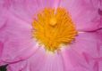 image of Cistus albidus