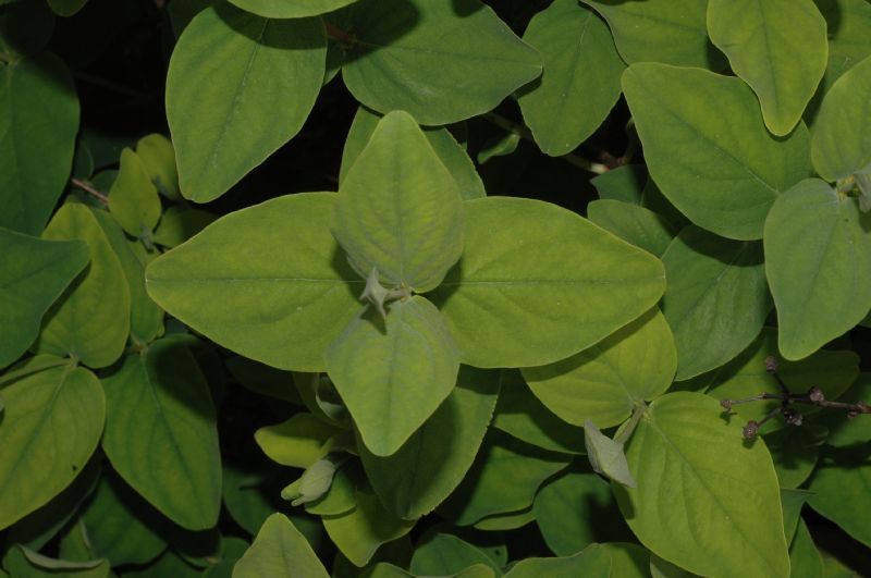 Hypericaceae Hypericum hookerianum