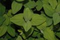 image of Hypericum hookerianum