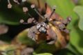 image of Hypericum hookerianum