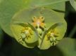 image of Euphorbia robbiae