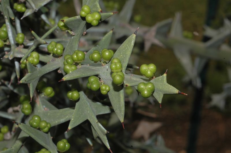 Rhamnaceae Colletia paradoxa
