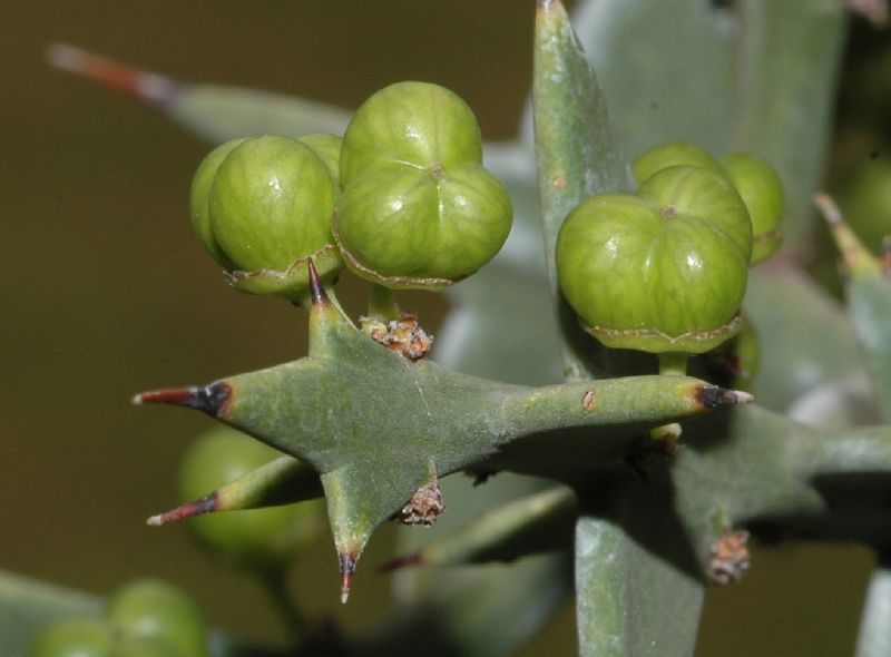 Rhamnaceae Colletia paradoxa