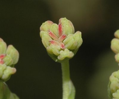 Coriariaceae Coriaria myrtifolia