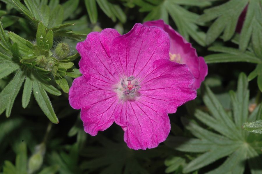 Geraniaceae Geranium sanguineum
