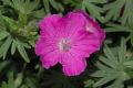 image of Geranium sanguineum