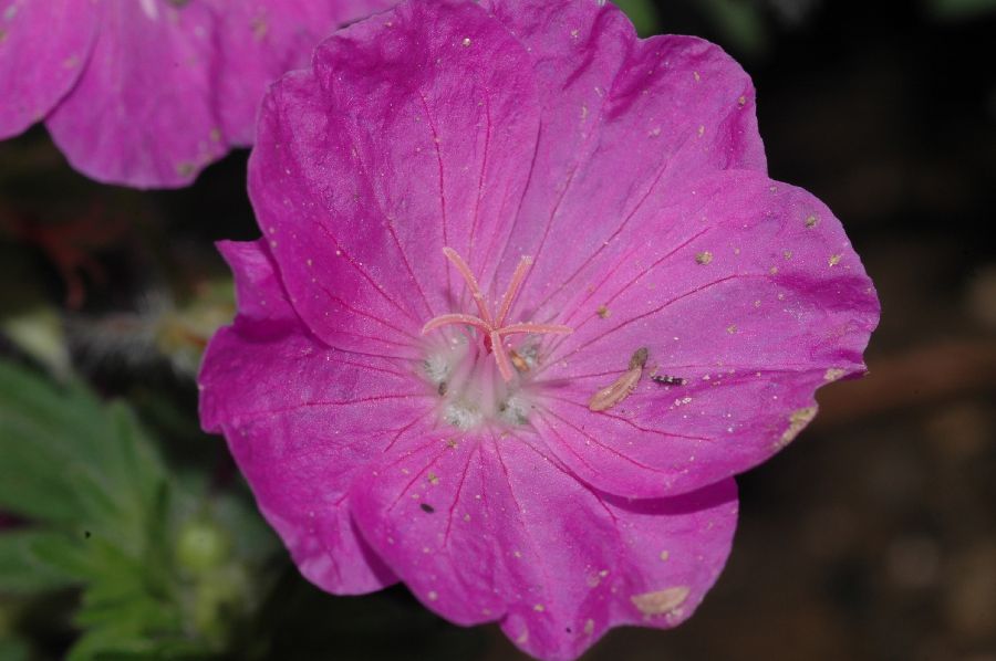 Geraniaceae Geranium sanguineum