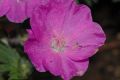 image of Geranium sanguineum