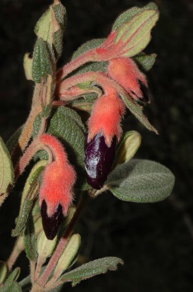 Melastomataceae Brachyotum microdon