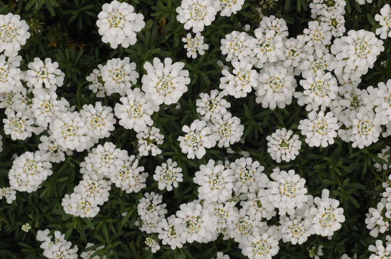 Brassicaceae Iberis sempervirens