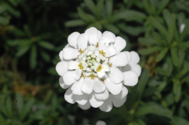 Brassicaceae Iberis sempervirens