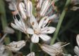 image of Asphodelus albus
