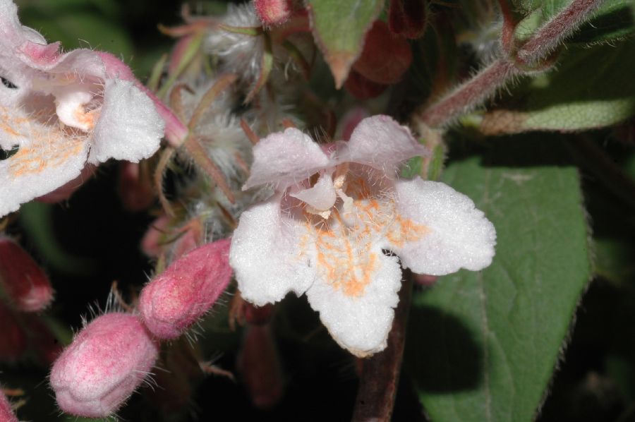 Linnaeaceae Kolkwitzia amabilis