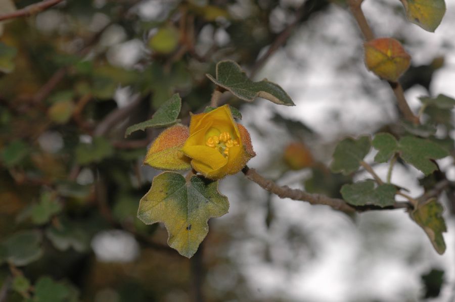 Bombacaceae Fremontodendron californicum