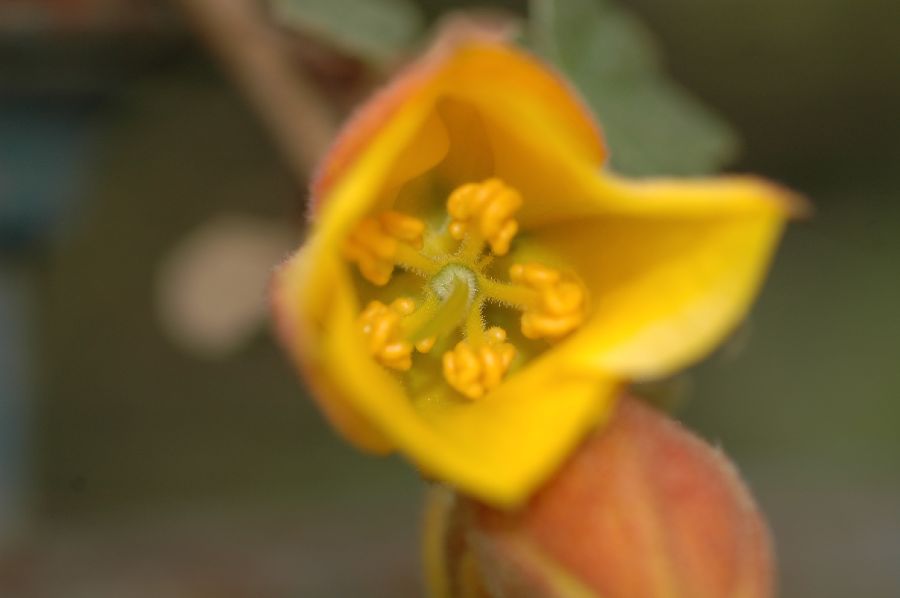 Bombacaceae Fremontodendron californicum