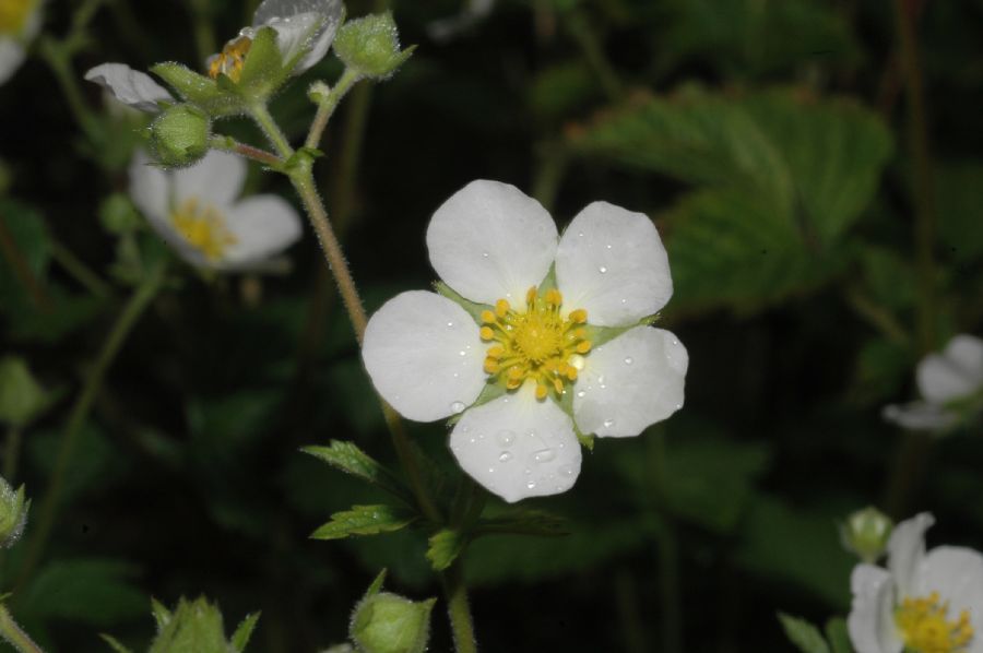 Rosaceae Potentilla rupestris