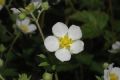 image of Potentilla rupestris