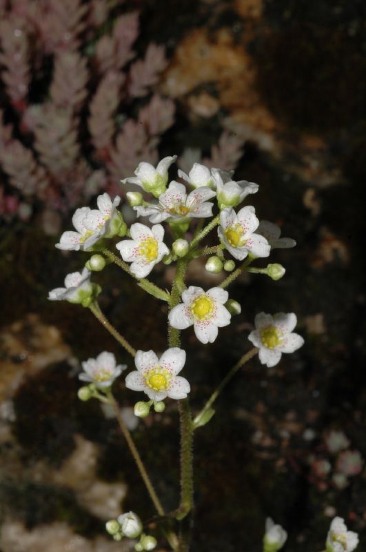 Saxifragaceae Saxifraga erosa
