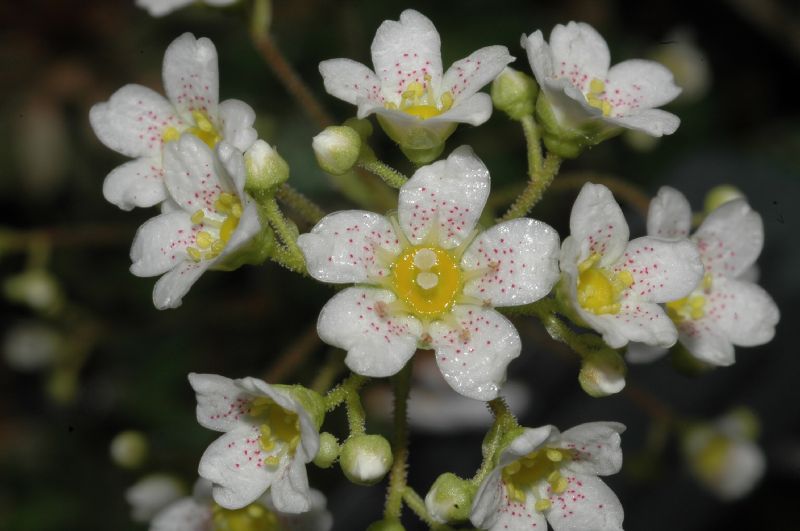 Saxifragaceae Saxifraga erosa