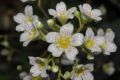 image of Saxifraga erosa