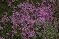 image of Phlox pilosa