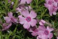 image of Phlox pilosa