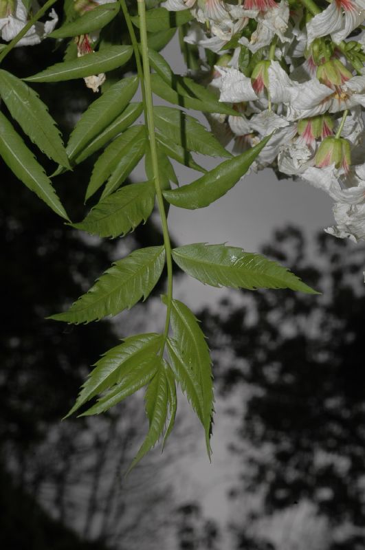 Sapindaceae Xanthoceras sorbifolia