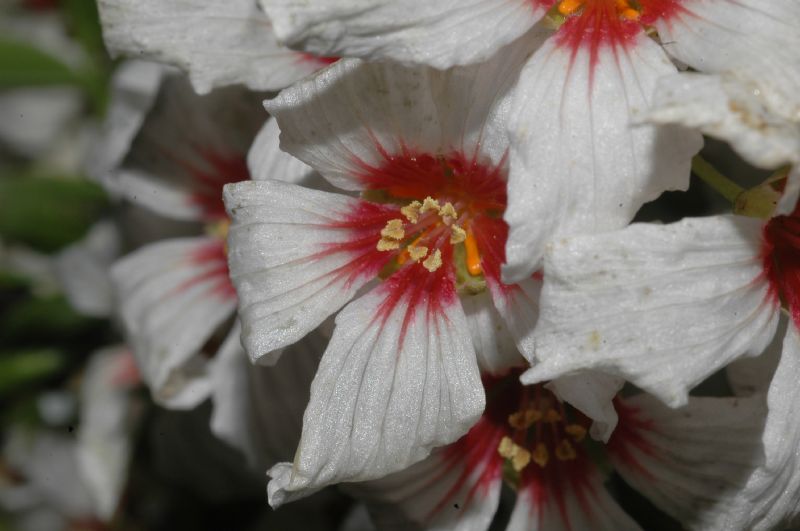 Sapindaceae Xanthoceras sorbifolia