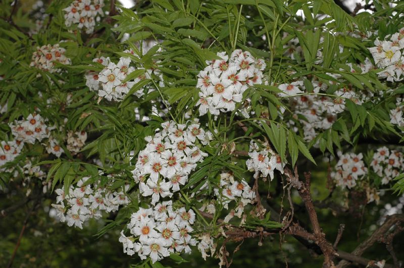 Sapindaceae Xanthoceras sorbifolia