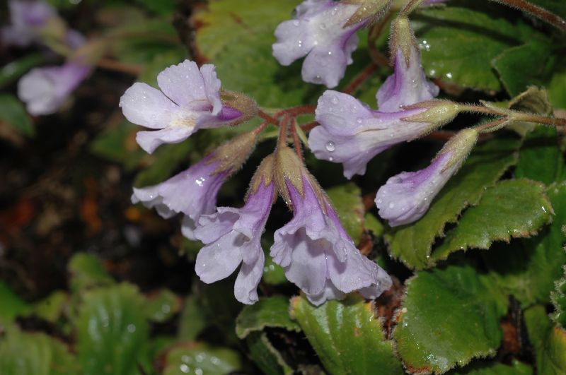 Gesneriaceae Haberlea rhodopensis