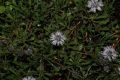 image of Globularia cordifolia