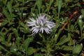 image of Globularia cordifolia