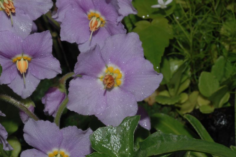 Primulaceae Primula marginata