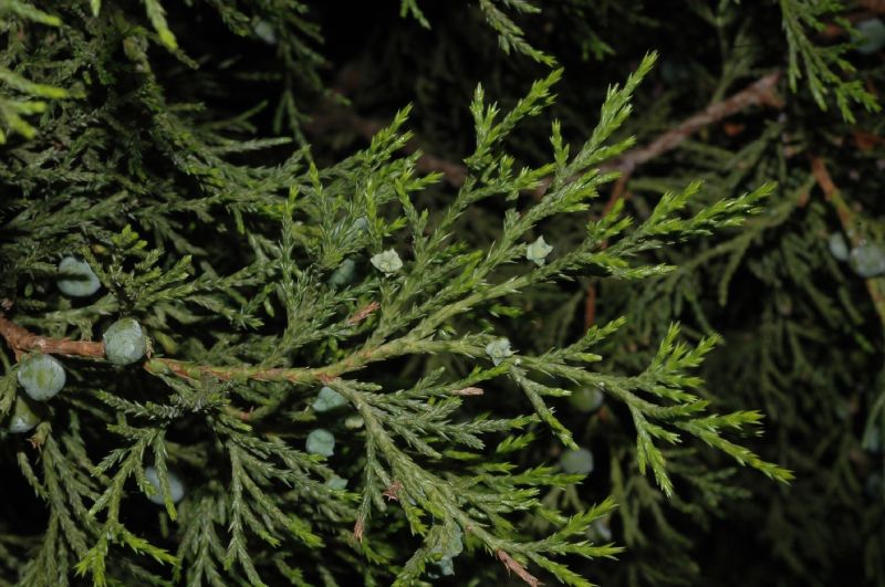 Cupressaceae Juniperus thurifera