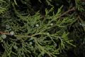 image of Juniperus thurifera