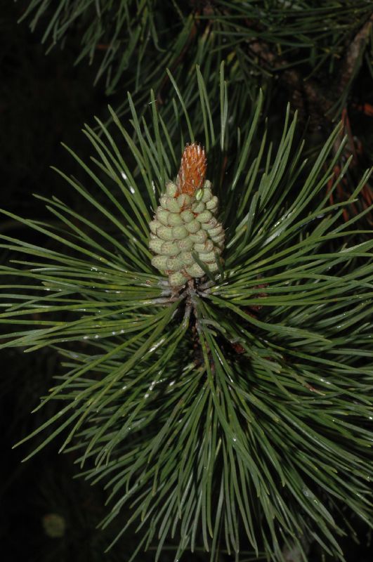 Pinaceae Pinus mugo