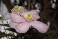 image of Clematis montana
