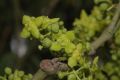 image of Euonymus myrianthus