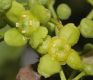 image of Euonymus myrianthus