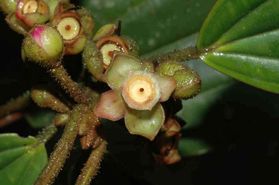 Melastomataceae Blakea schlimii
